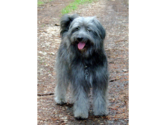 07 Dailou bei einem Spaziergang im Juni 2003